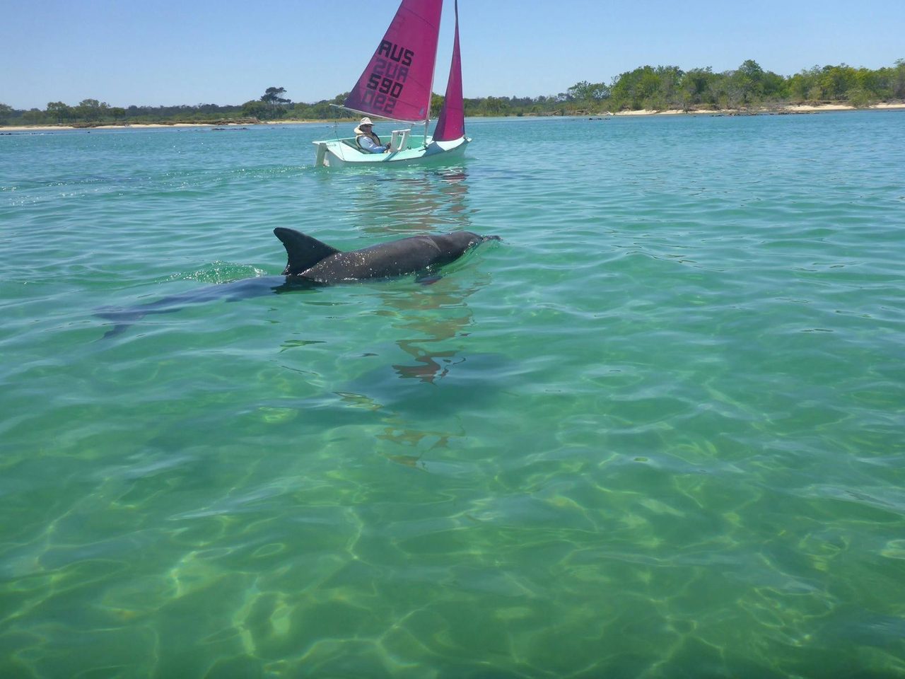Playful Dolphins following us down the Kalang River at Urunga