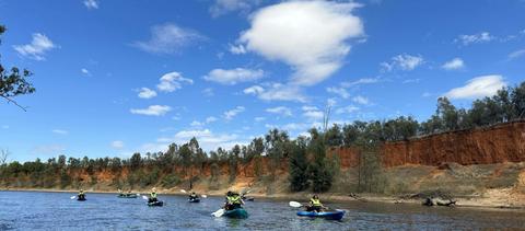 Koala spotting on the mighty Murrumbidgee River at Narrandera in kayaks