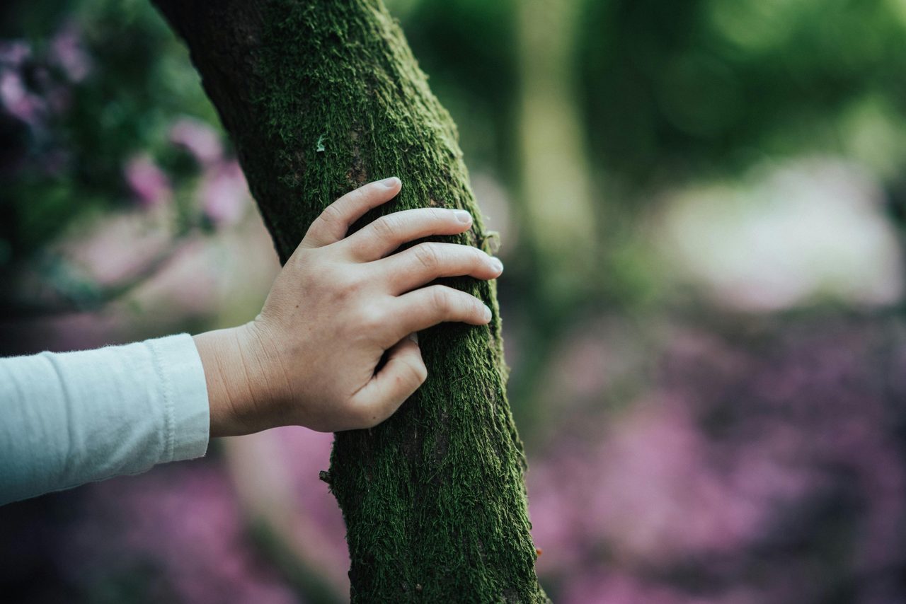 Hand on tree