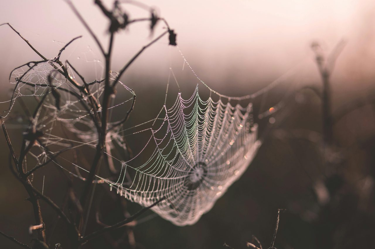 Spider Web