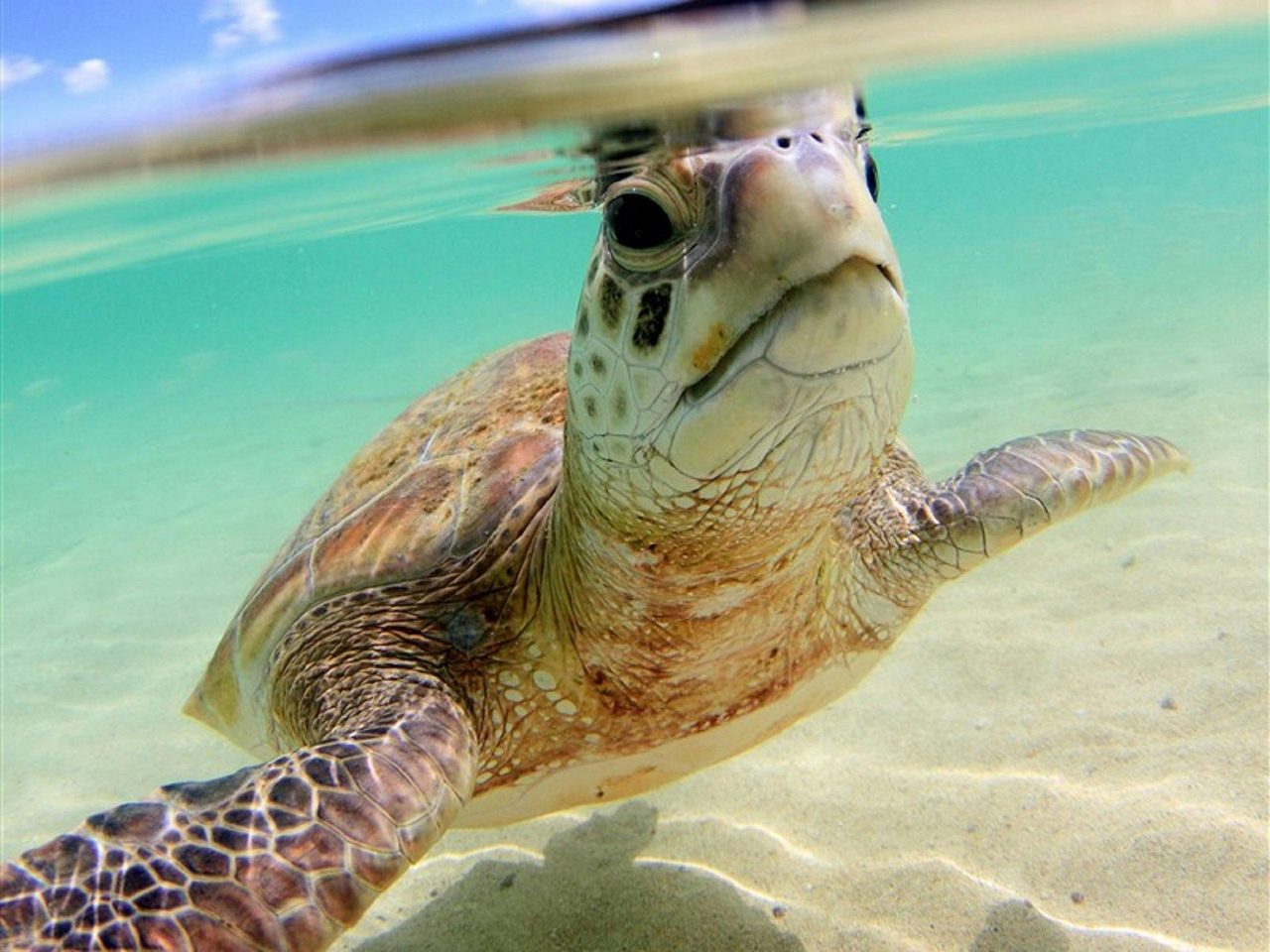 Marine Adventures