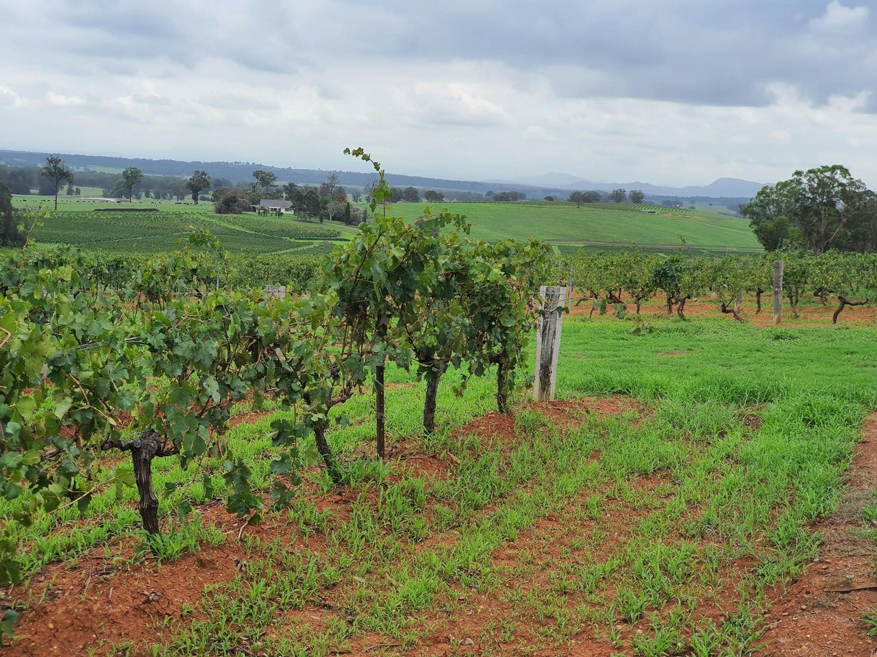 Hunter Valley wine tour