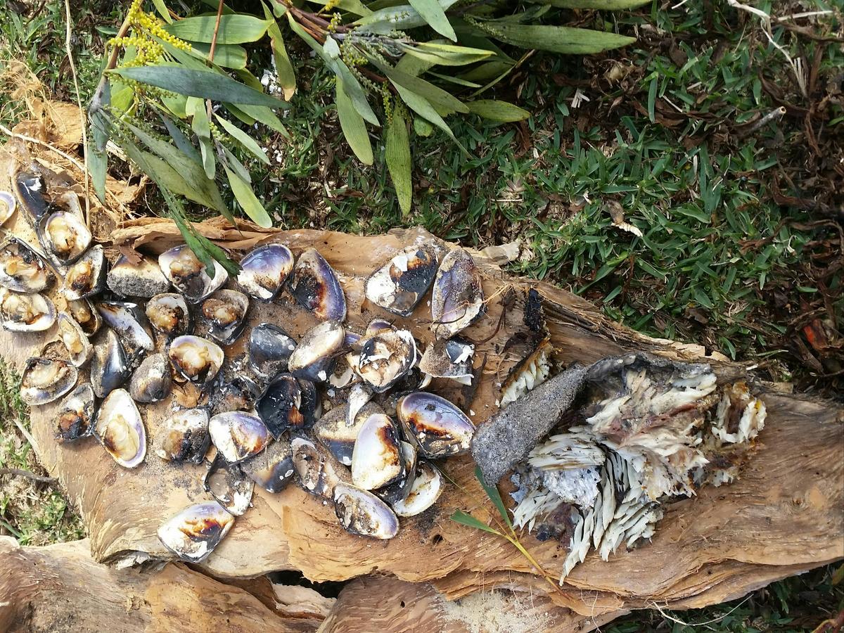 Collected pippies and fish