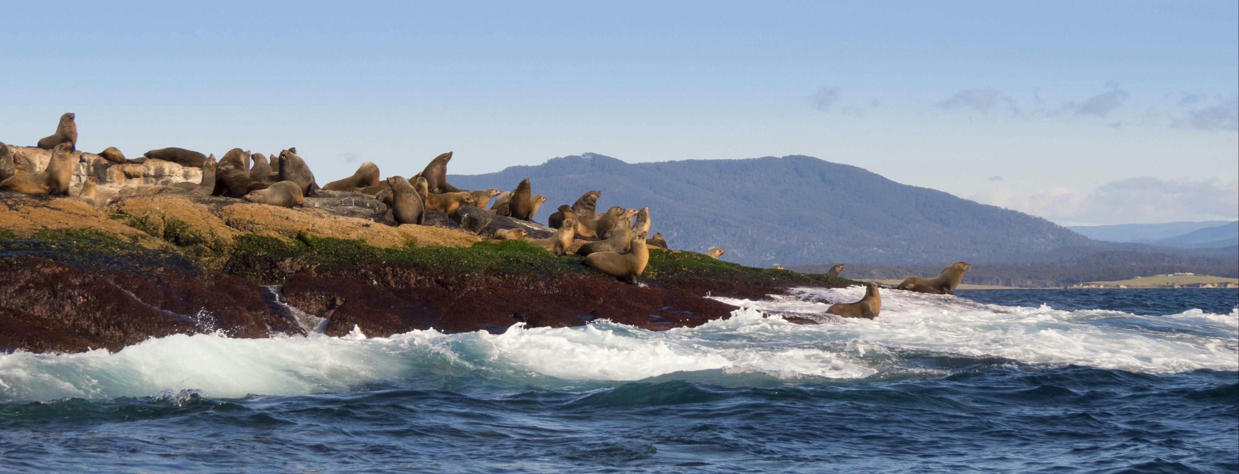 Seals at Montague Island