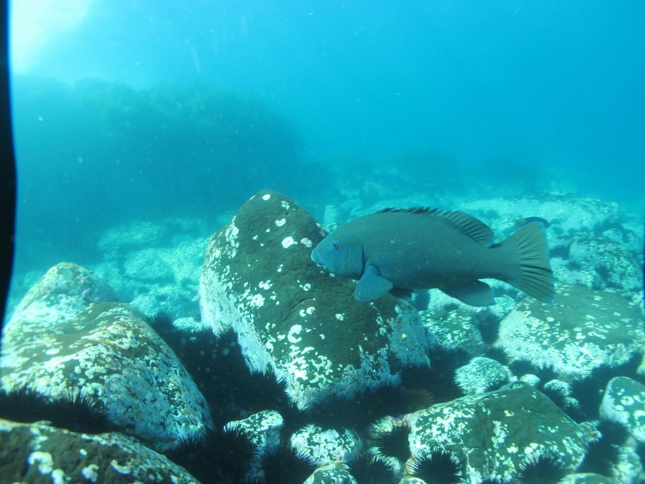 Blue Groper