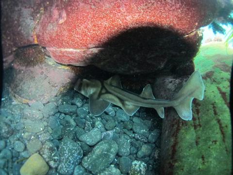 Port Jackson Shark