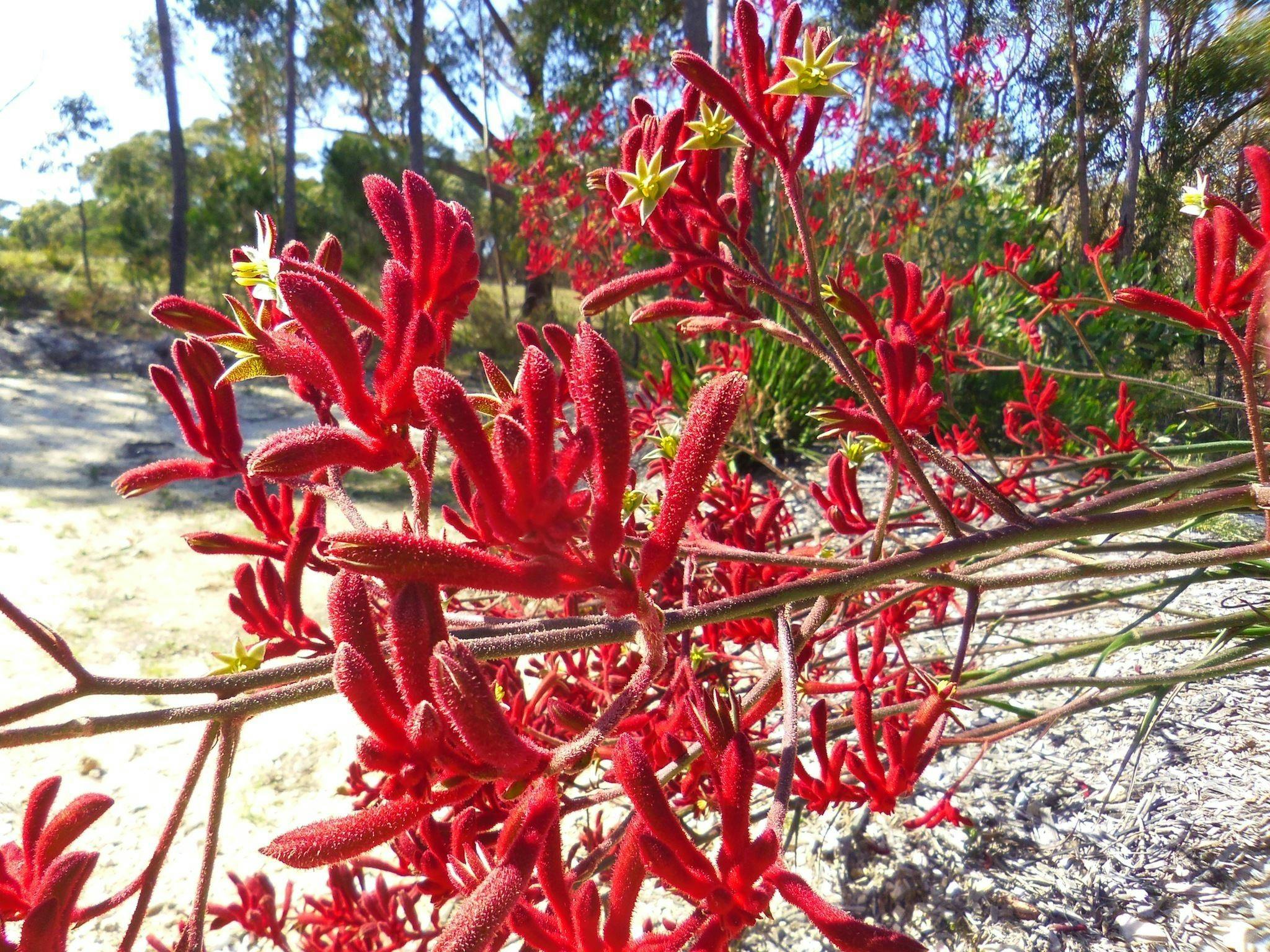 Kangaroo paws in the Heritage Centre garden