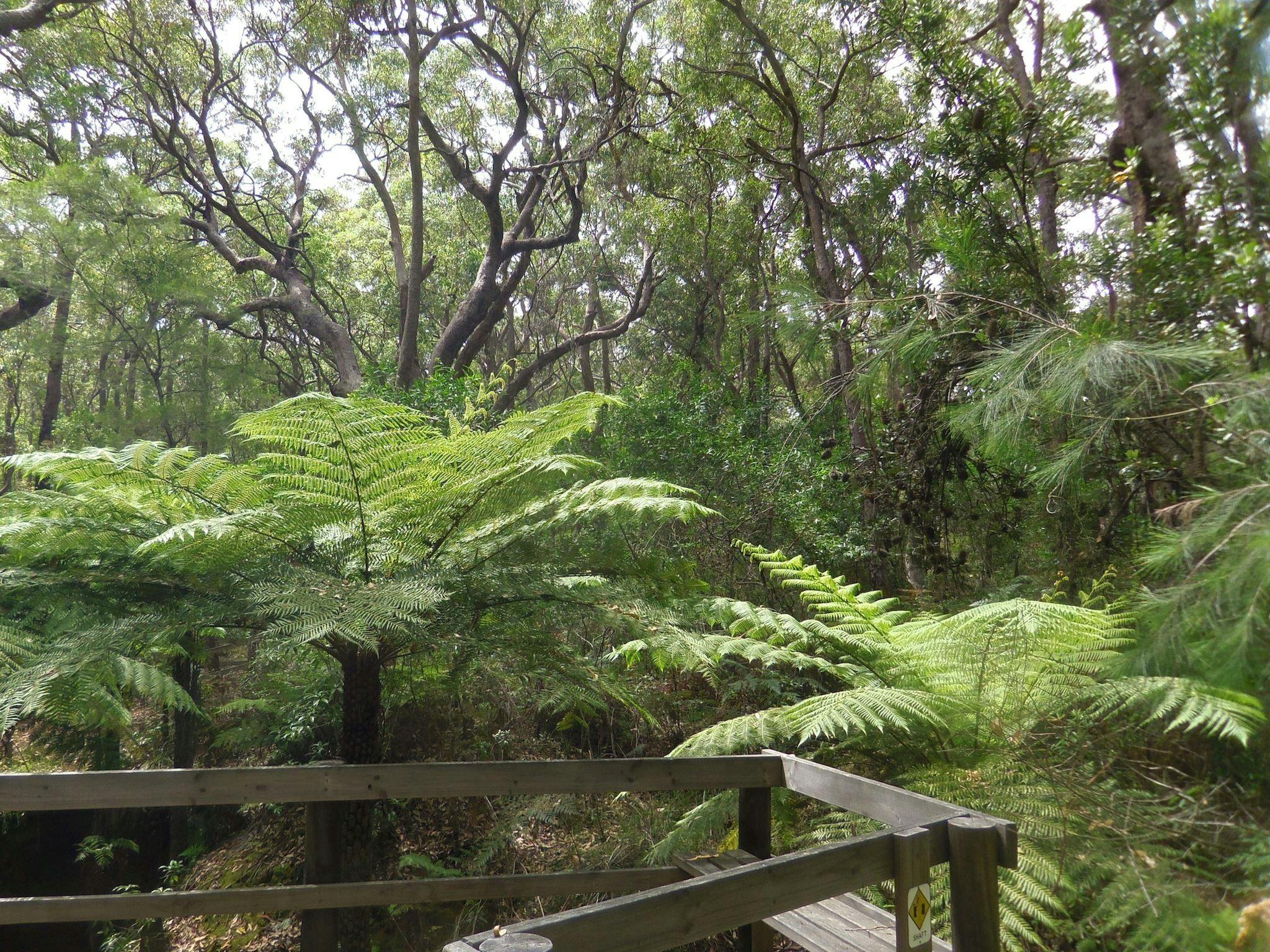 Shaft among the tree ferns