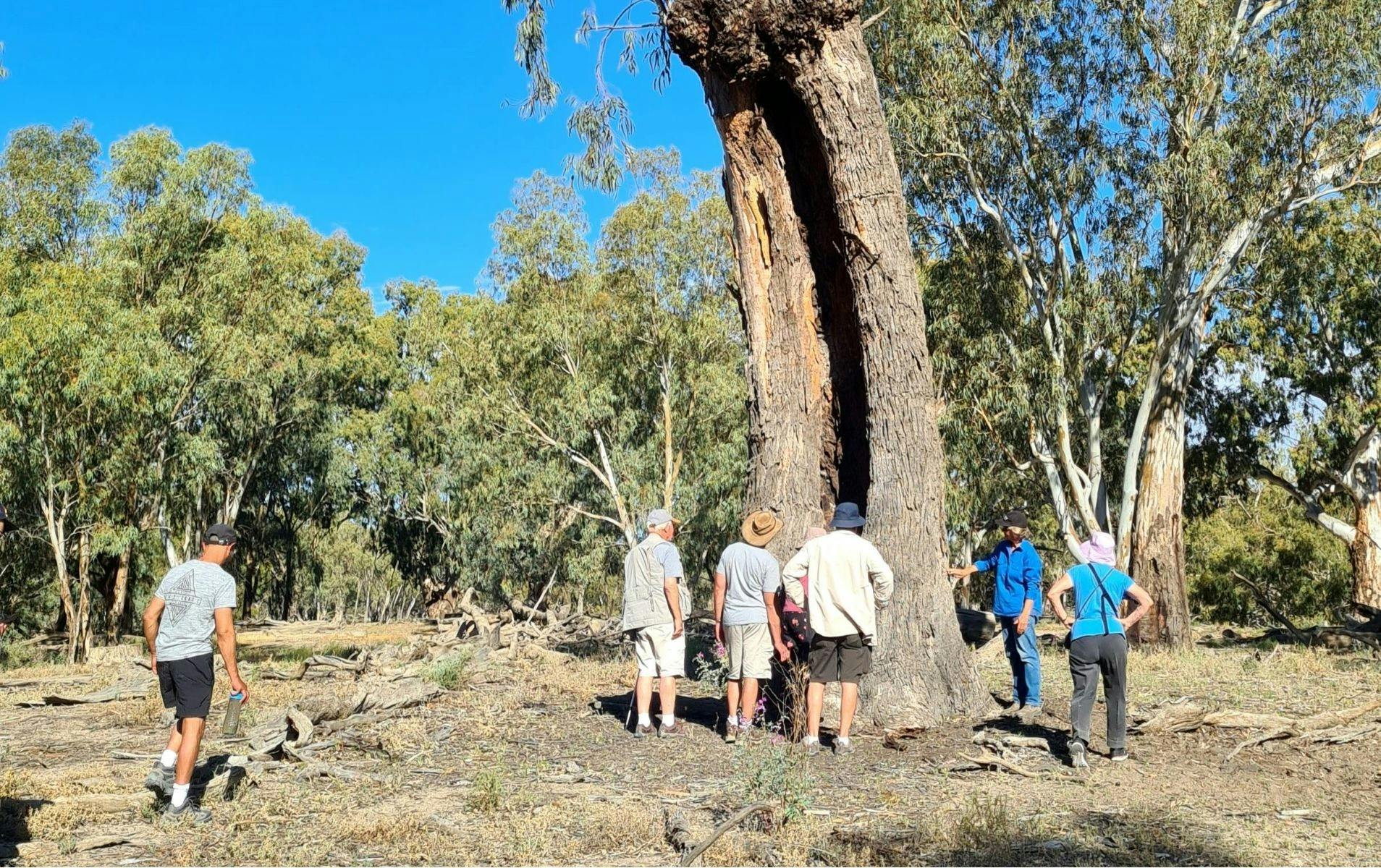 Aboriginal Canoe Tree Bindara Station