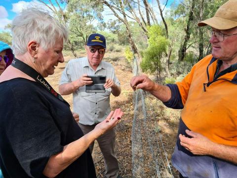 Farm tour and quandong regrowth Burraburroon