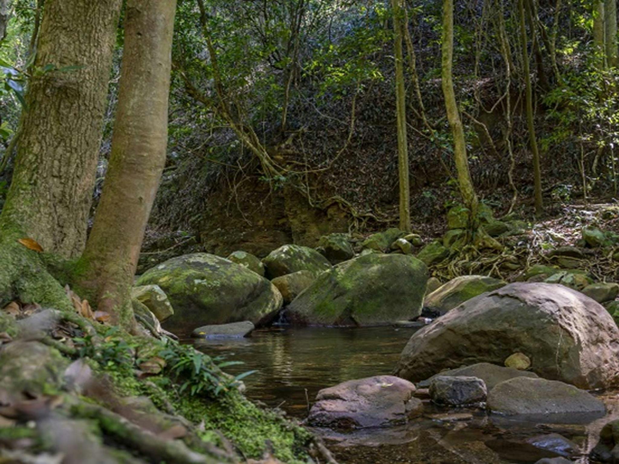 Trickling creek in the rainforest, Cascades picnic area, Macquarie Pass National Park. Photo: John