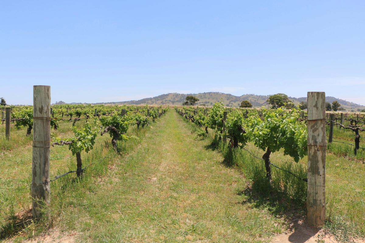 Shiraz Tours Orange wine tours