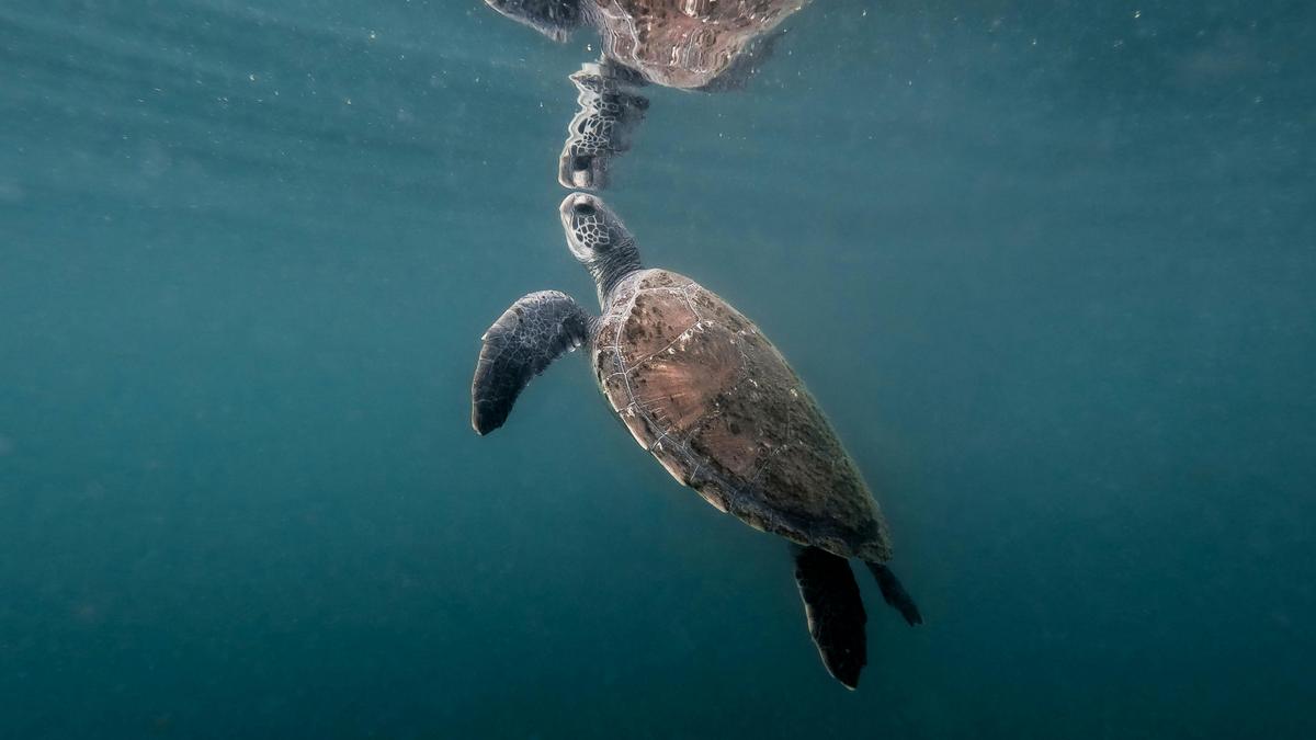 Sea turtles are frequent visitors to our snorkelling location