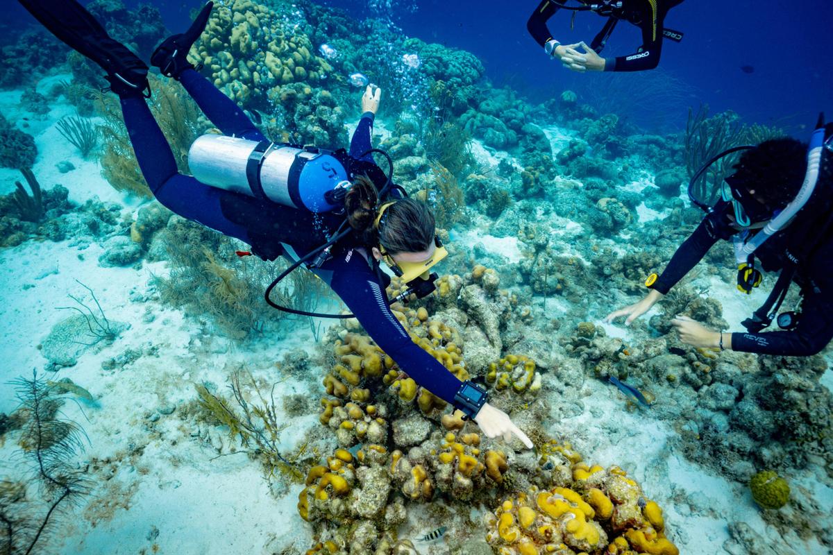 Scuba Discovery – Intro to Scuba Diving in Port Stephens