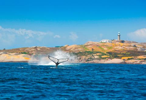 Whale watching at Montague Island