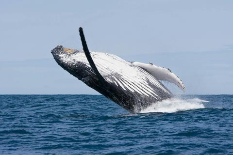 Whale breaching