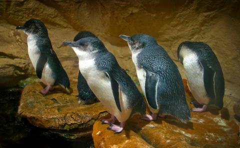 Little Penguins on Montague Island