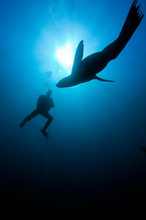 Diving with seals