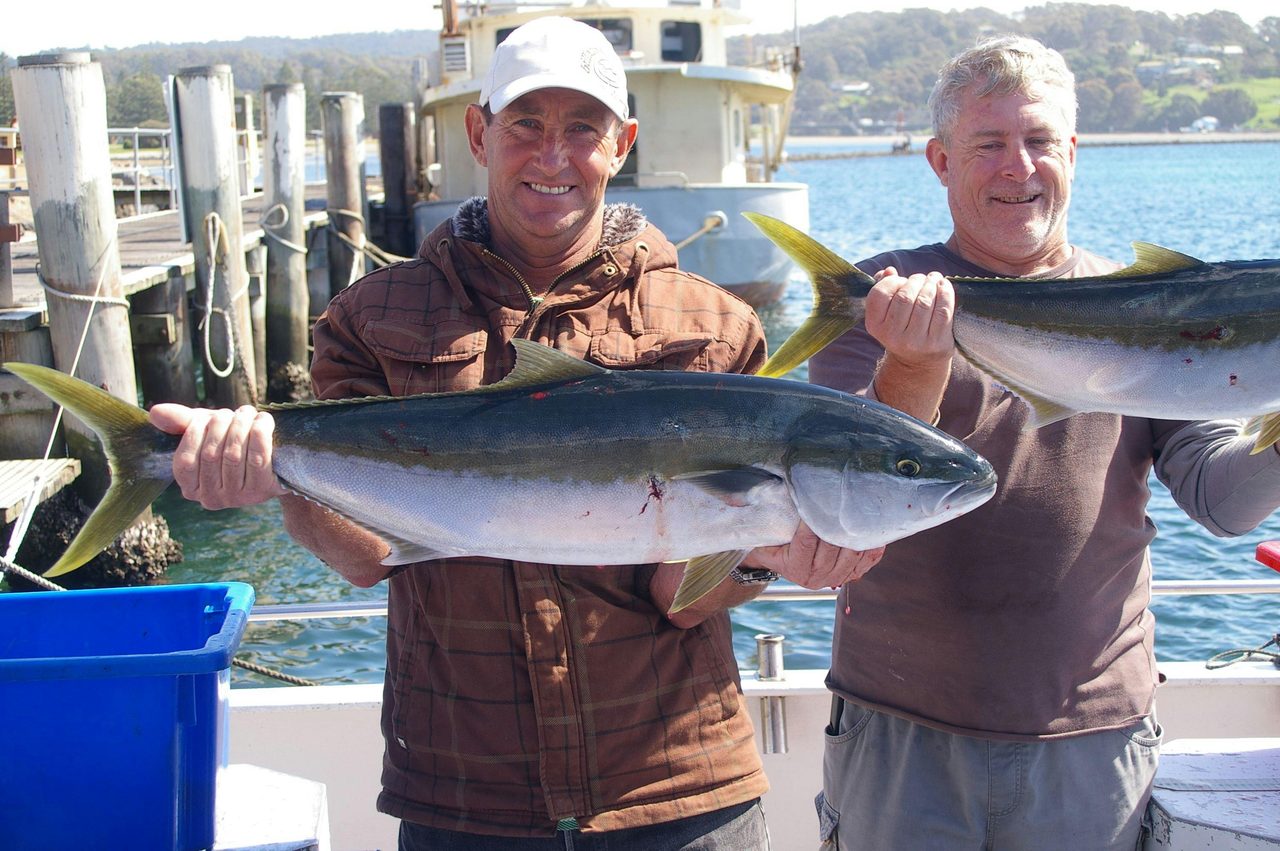 Montague Kingfish