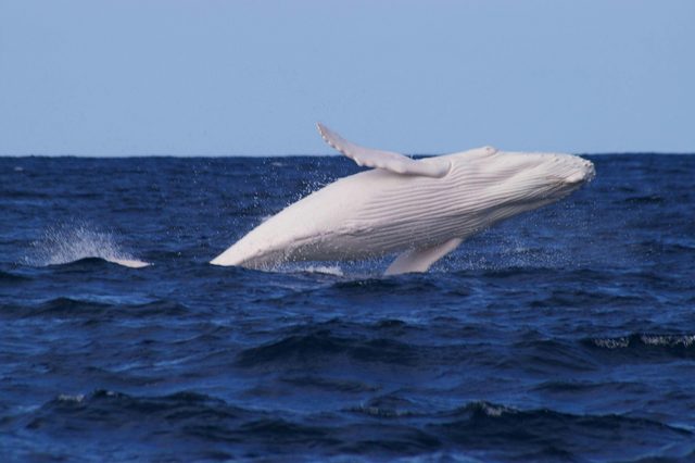 Narooma Charters and Barunguba Montague Island Tours