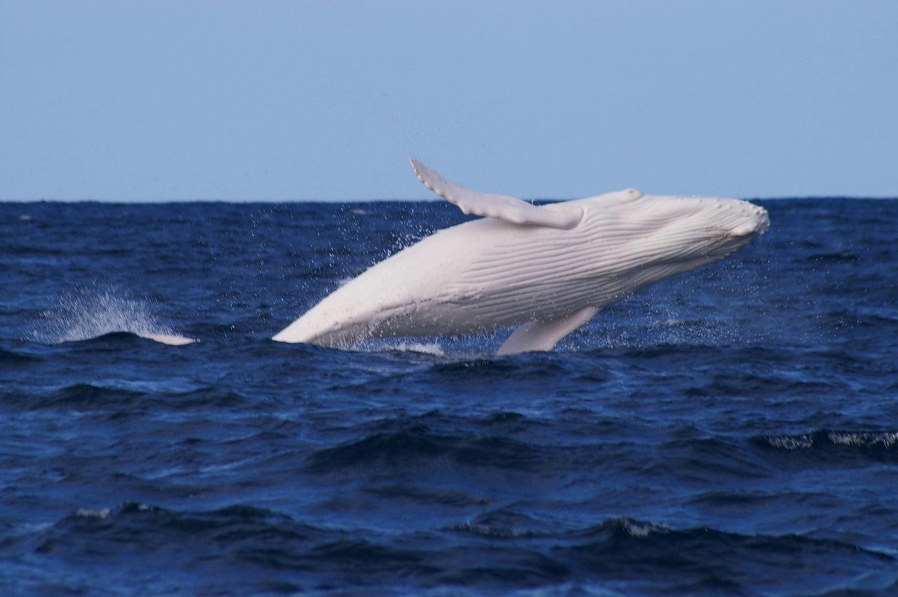 Mini Migaloo