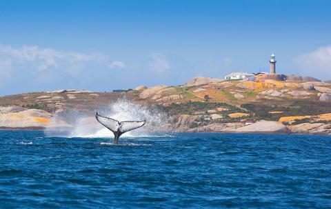 Whale watching at Montague Island