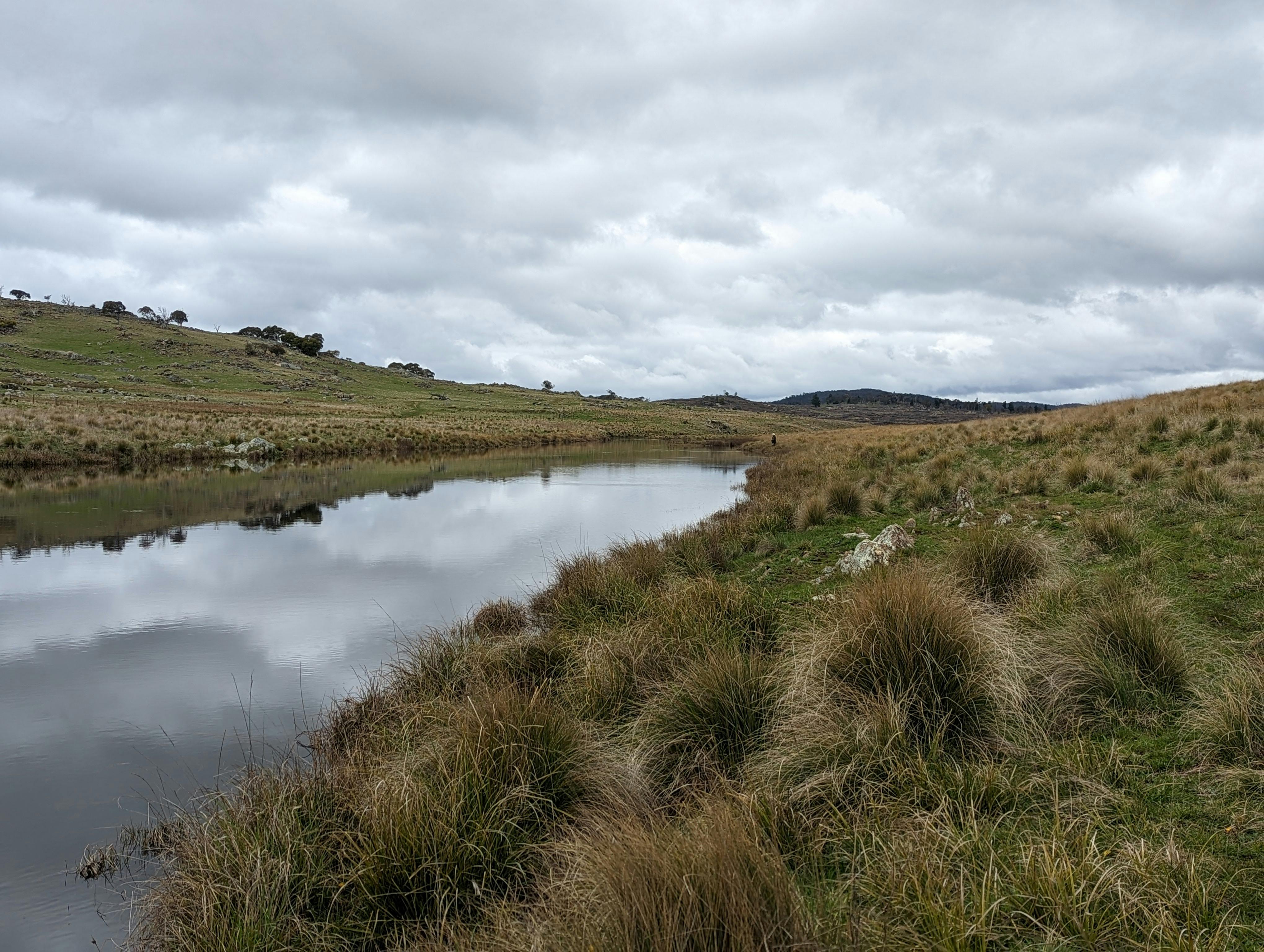 Local Blue Ribbon Strea