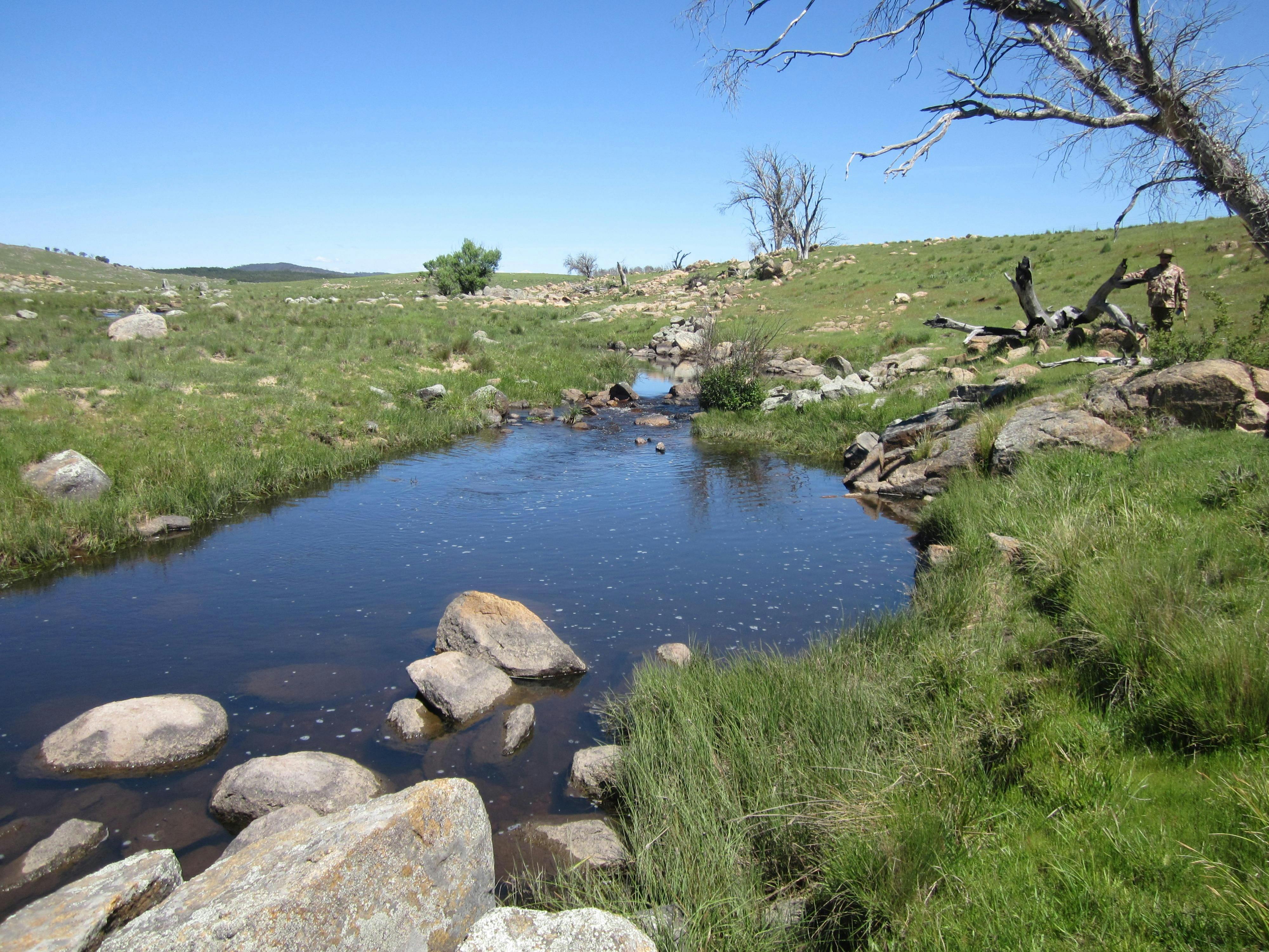 Blue Ribbon Stream of the Monaro