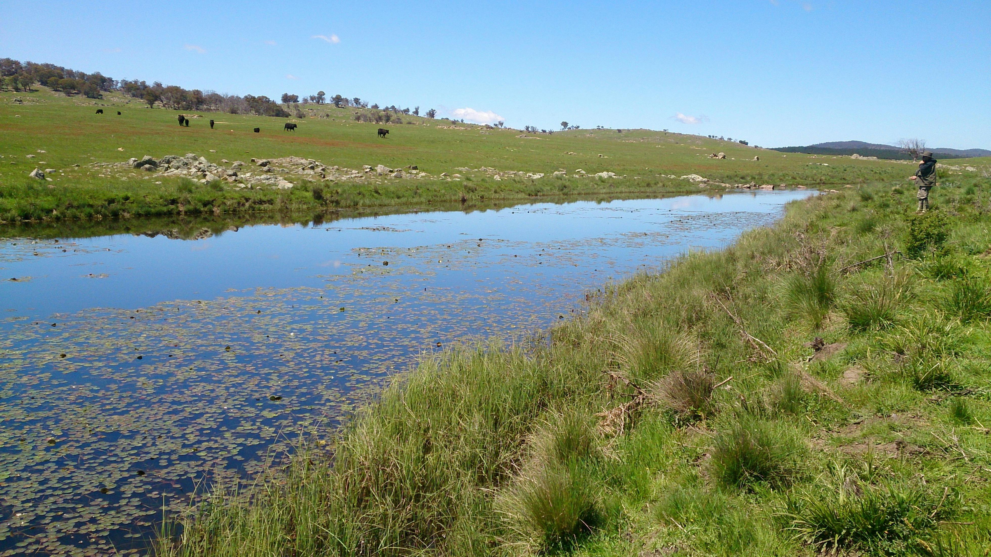 Local river holding large wild fish