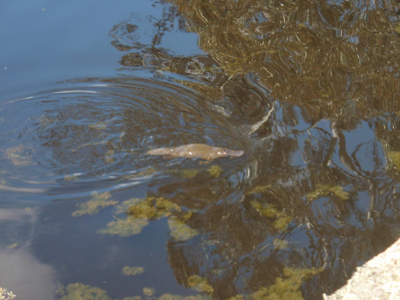 Platypus on Kydra Lake "Kungla"