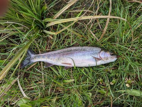 Monaro Fly Fishing Lodging and Guiding Service