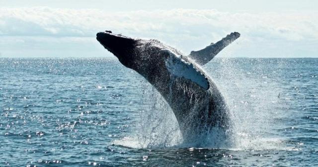 An East Australian Humpback whale  breaching