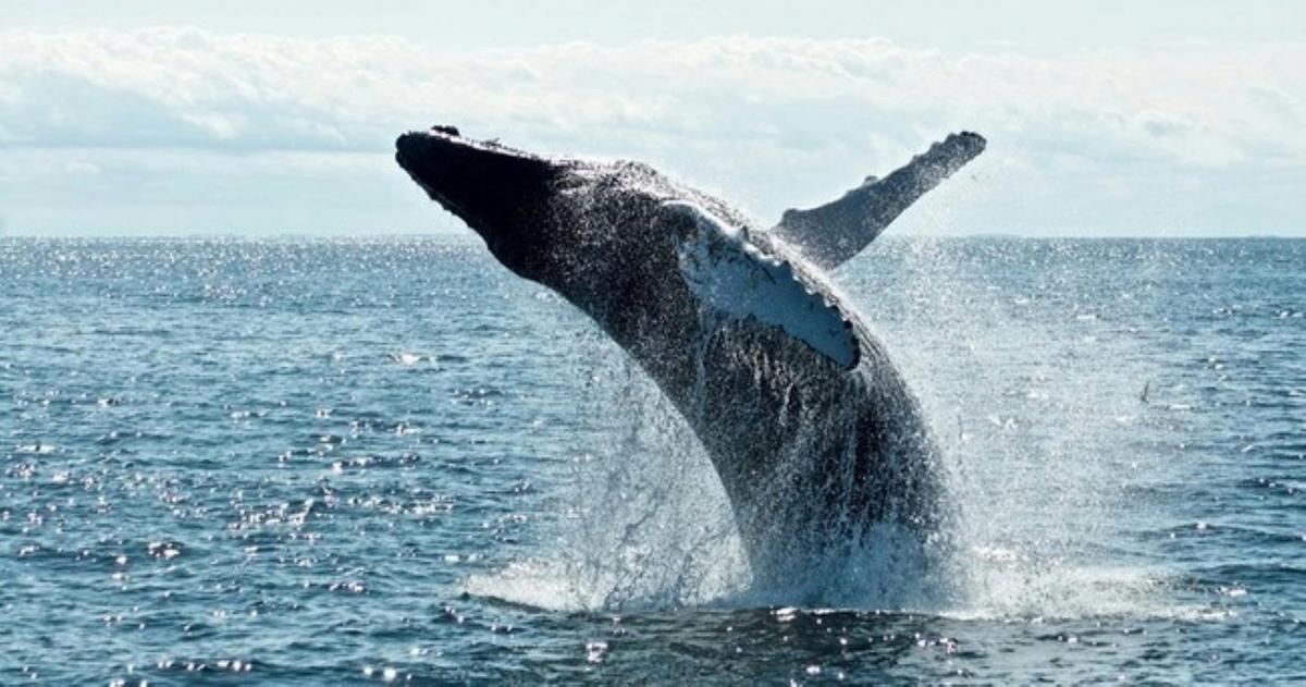 An East Australian Humpback whale breaching