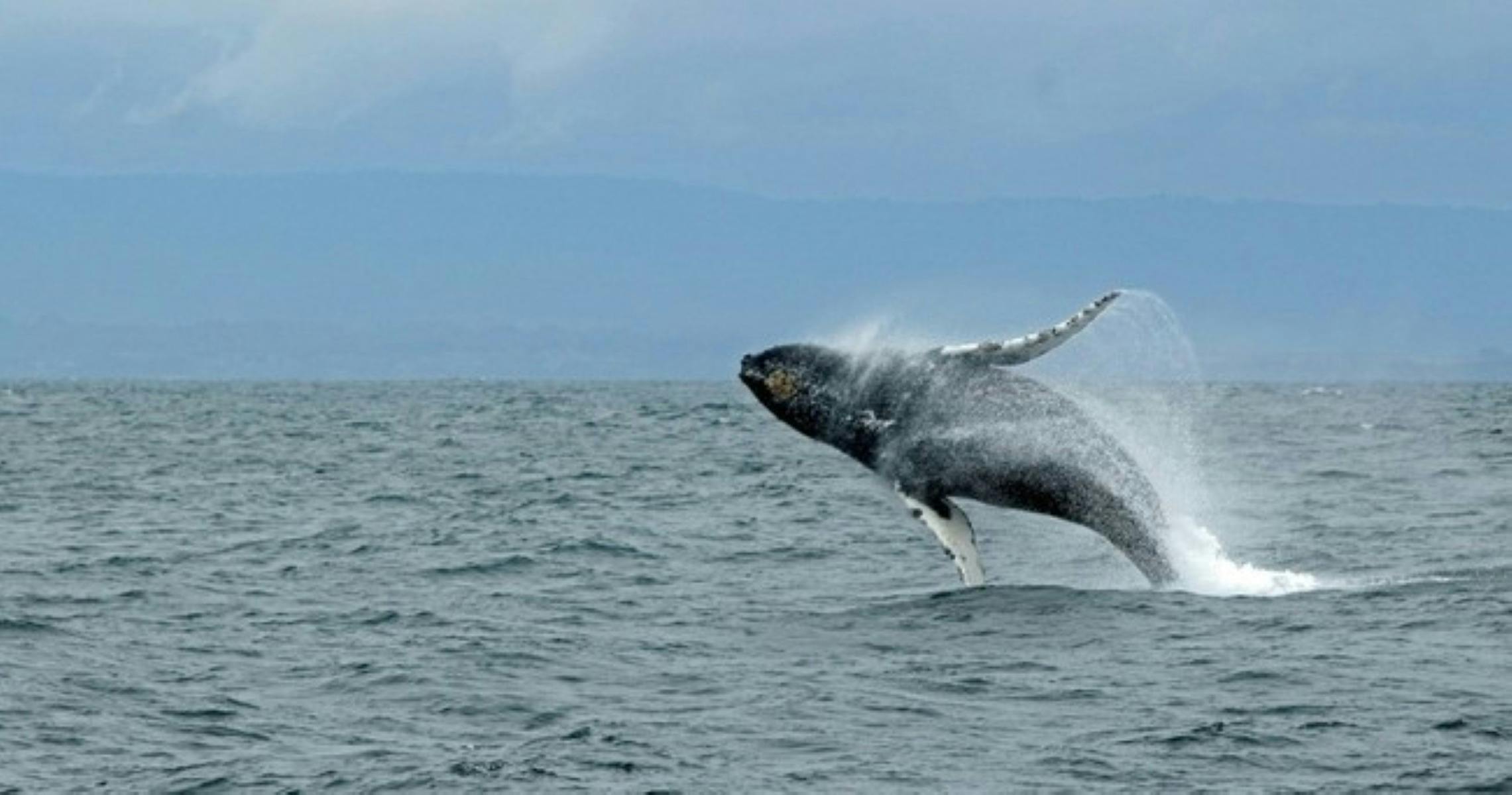 An East Australian Humpback whale breaching