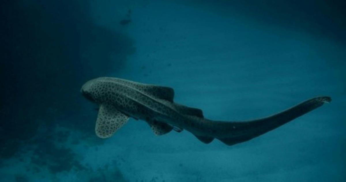 A leopard shark swimming