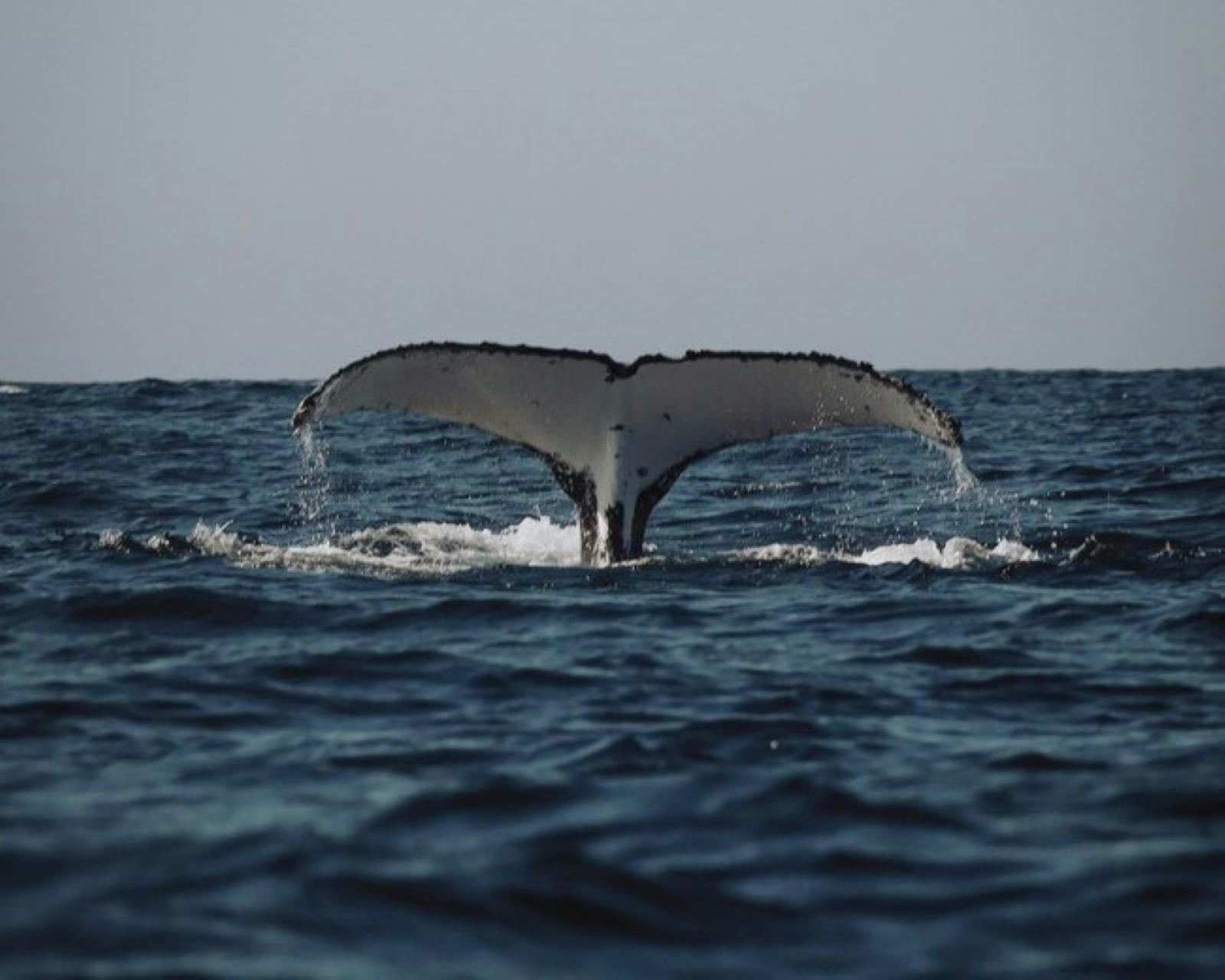 An East Australian Humpback whale tail