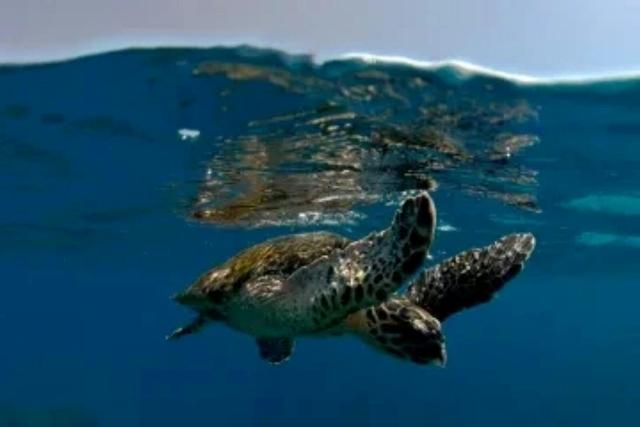 Sea turtle at surface