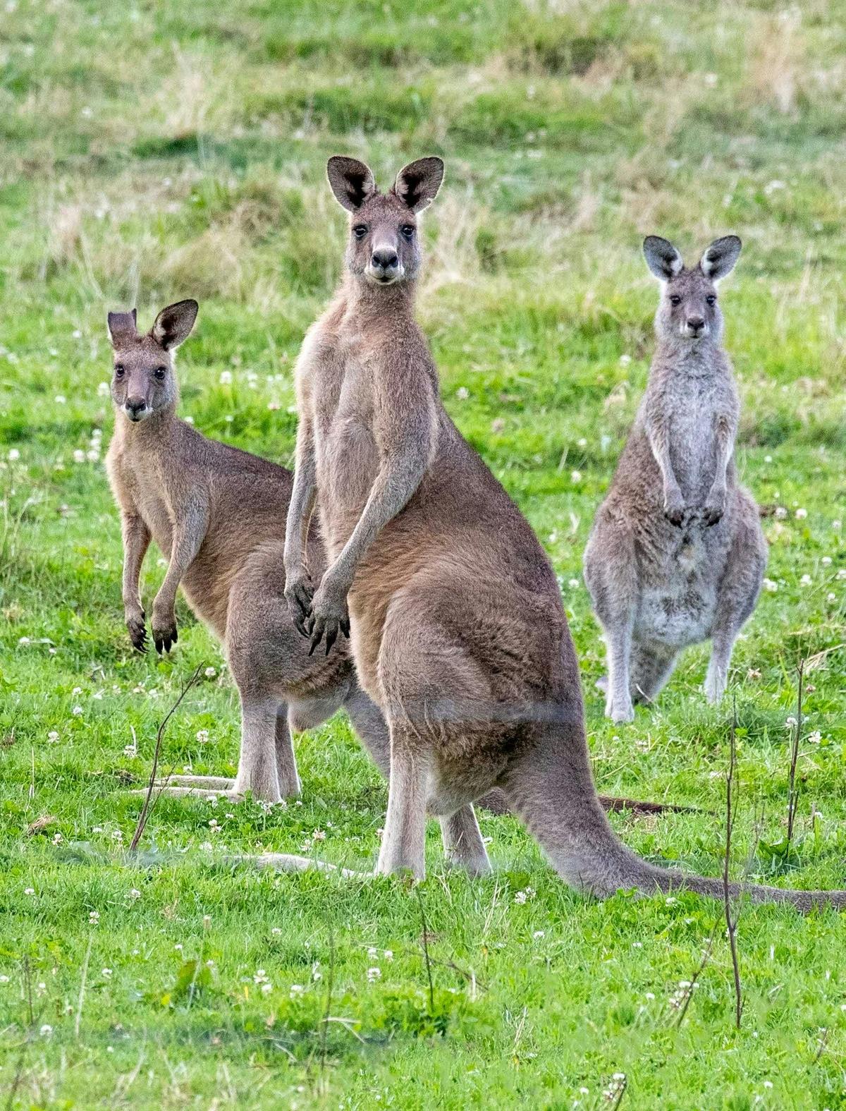 Experience of a mob of Eastern Grey kangaroos watching you watching them!
