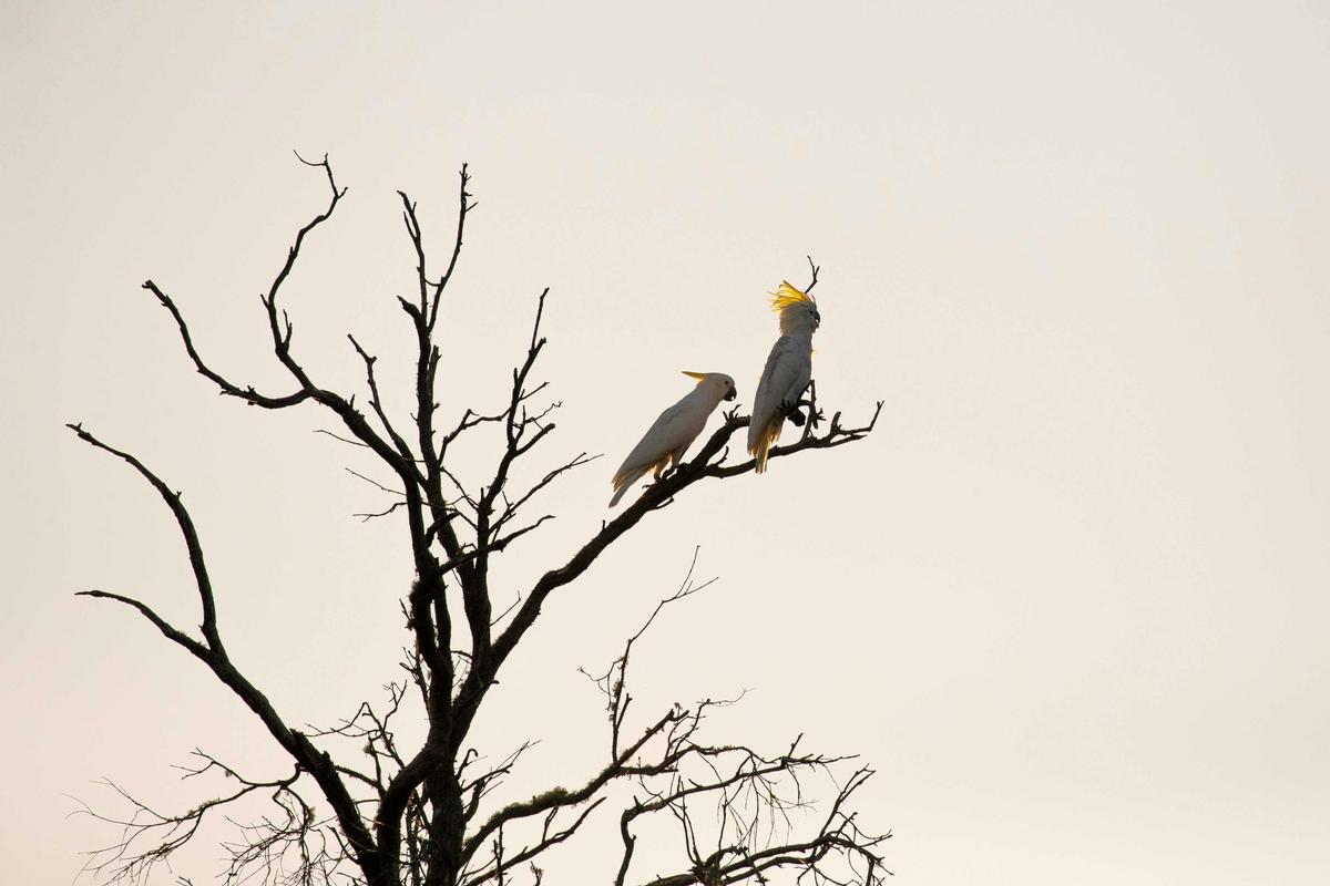 Spot an array of iconic Australian parrots