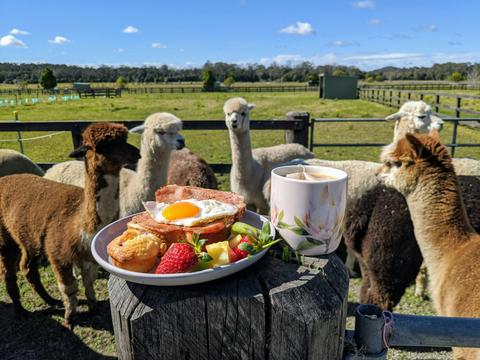 Brunch with alpacas
