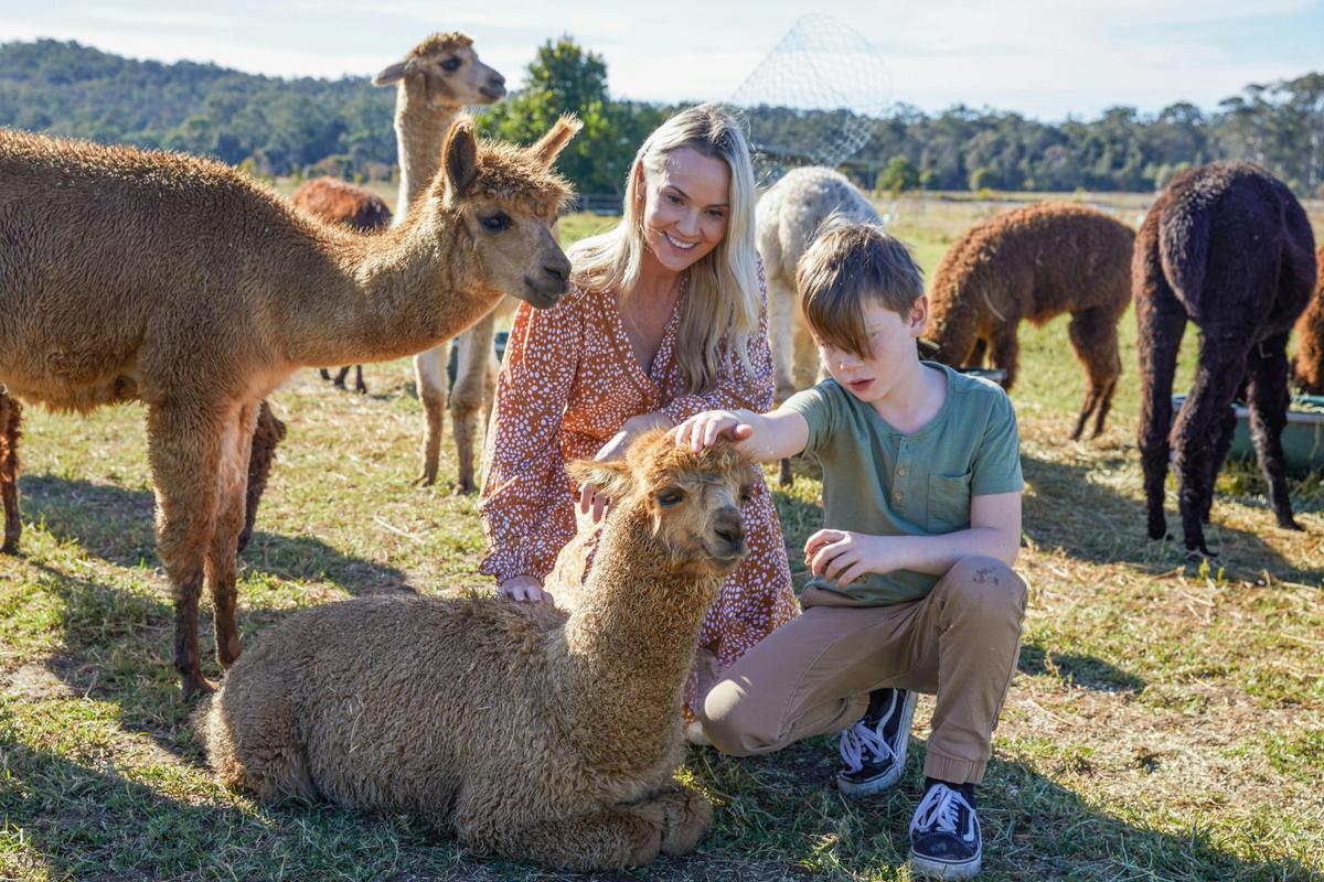 Alpaca meet & greet