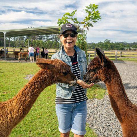 Iris Lodge Alpacas Tours