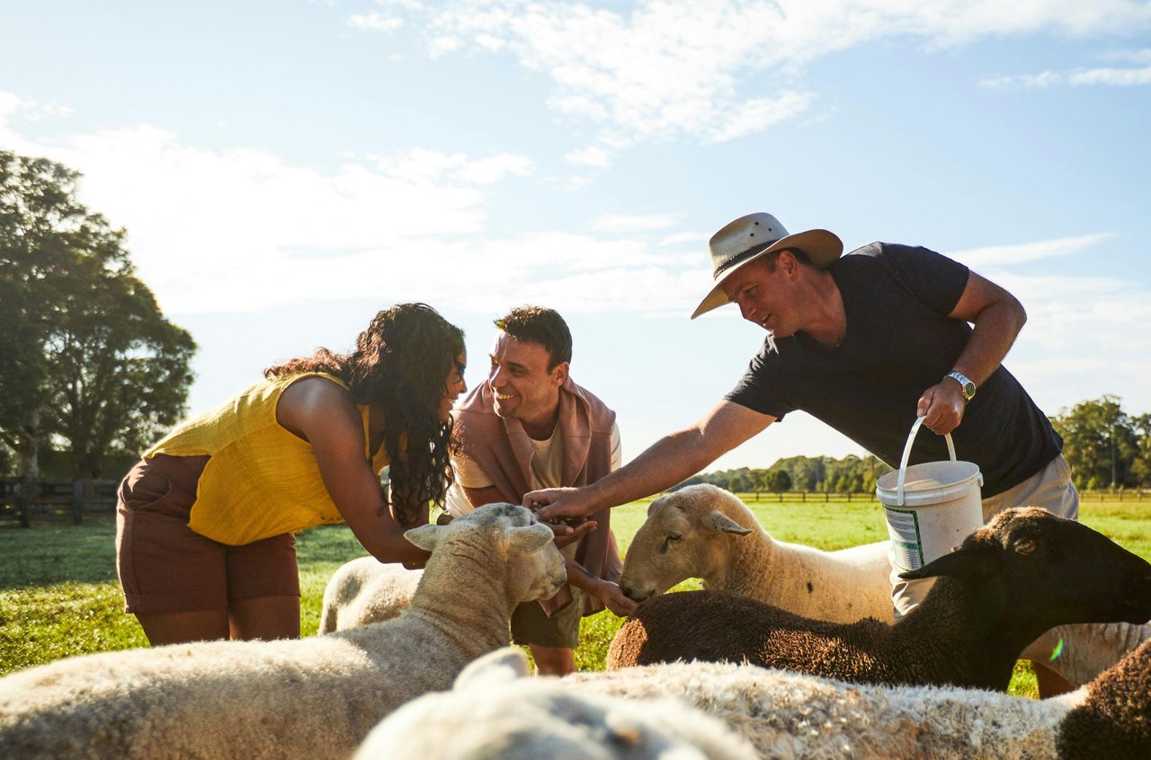 Meeting our wiltipoll sheep