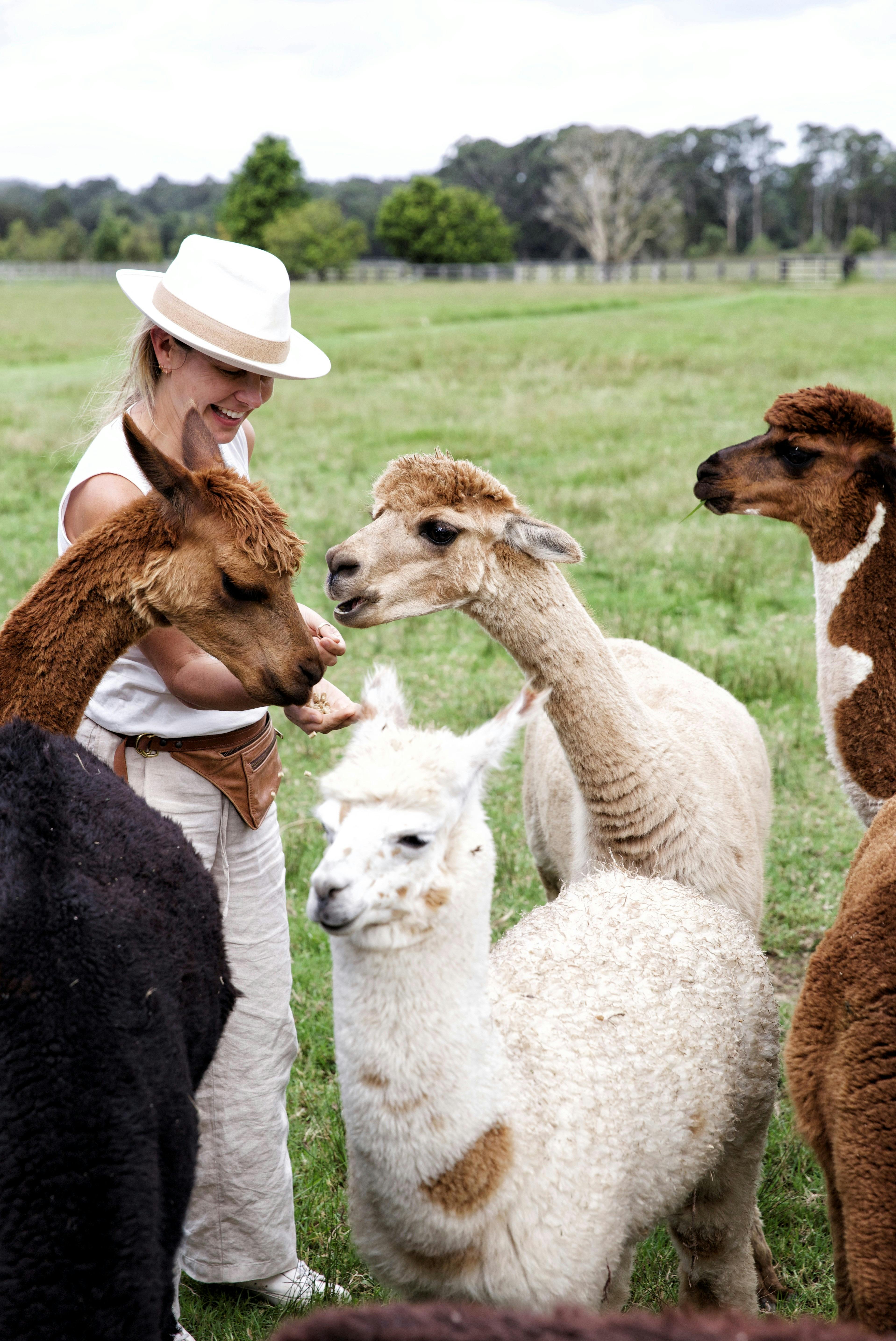 Our alpacas