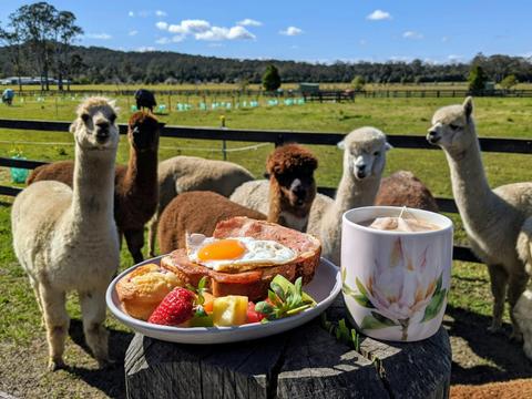 Breakfast with alpacas