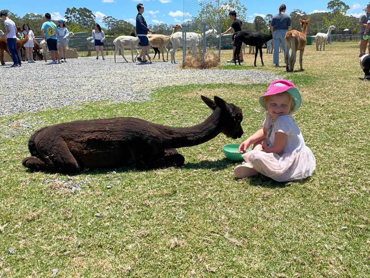 Enjoying quality time with our alpacas
