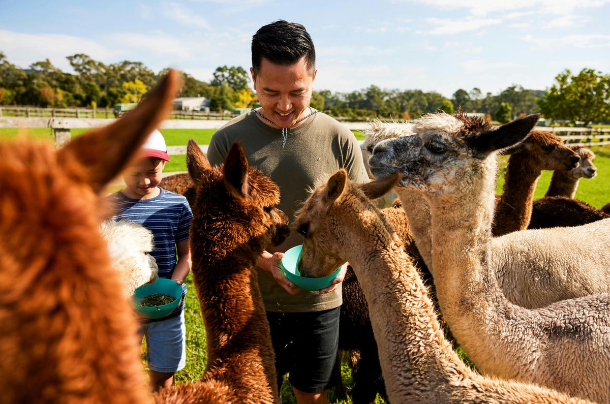 Alpaca tours