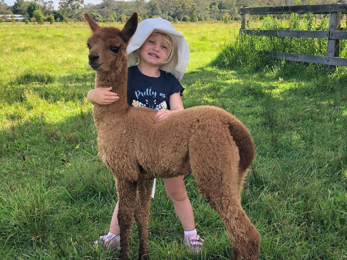 Alpaca farm visit