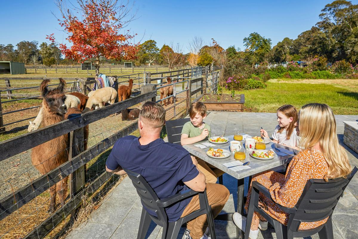 Brunch with alpacas