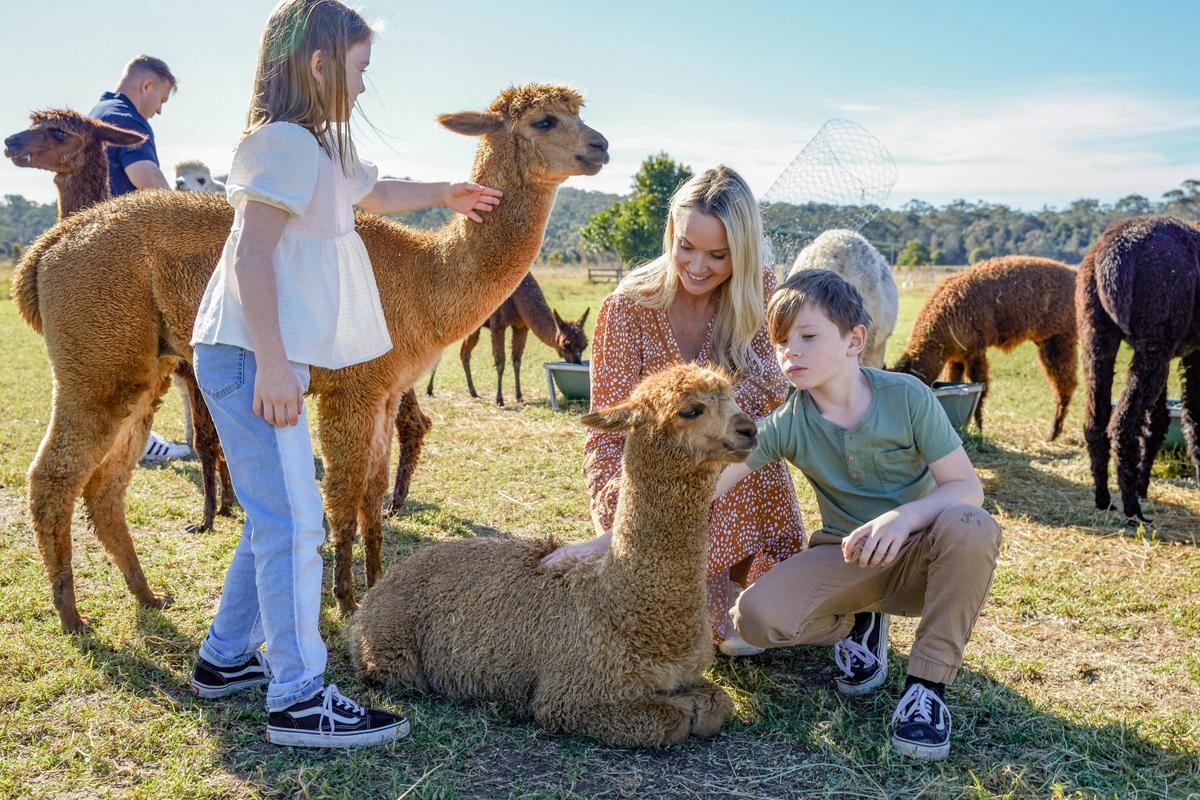 Alpaca farm visit